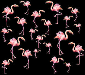 Flamingo birds on a canvas book bag, beach bag or shopping bag