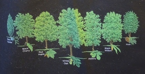 Trees species comparing morphology, shape, leaves, seeds and bark details