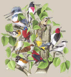 backcountry songbirds t-shirt tshirt tee shirt