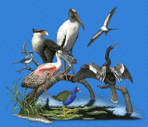 wading birds, bittern, anhinga, herons, egret, Natural History, north american northern habitat mammals t-shirt