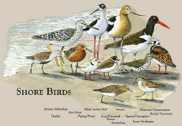 Shore Birds t-shirt