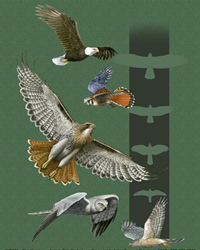 sky silhouettes of raptors of north america na birds of prey t-shirt tshirt tee shirt