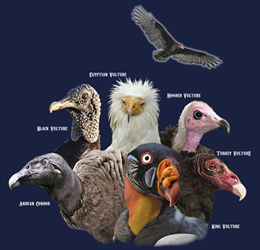 Vulture species raptors of north america na birds of prey t-shirt tshirt tee shirt