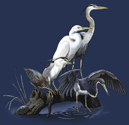 wading birds, bittern, anhinga, herons, egret, Natural History, north american northern habitat mammals t-shirt