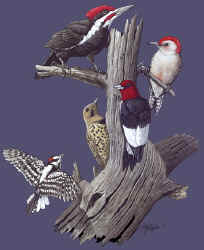 backyard songbirds woodpecker t-shirt tshirt tee shirt