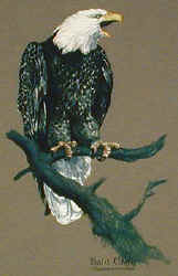 raptors owls of north america na birds of prey t-shirt tshirt tee shirt