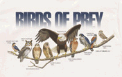 raptors of north america na birds of prey t-shirt tshirt tee shirt