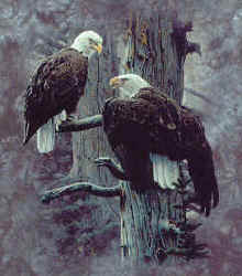Eagles on nest raptors of north america na birds of prey bald eagle t-shirt tshirt tee shirt