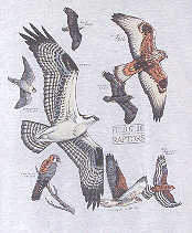 Field Guide To raptors of north america na birds of prey t-shirt tshirt tee shirt