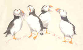 4 puffins are illustrated on an ecru crew neck tee shirt