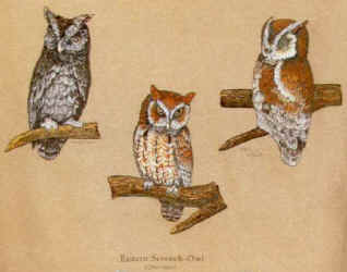 raptors screech owls of north america na birds of prey screech owl species t-shirt tshirt tee shirt