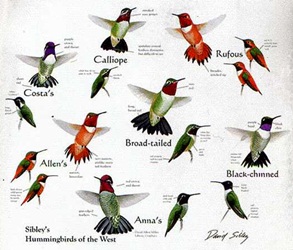 Sibley's Hummingbirds of the West scoop or crew neck t-shirt