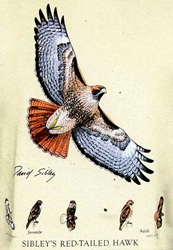  Red Tailed Hawk sibleys field guide t-shirt