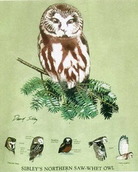 raptors sibleys saw whet owls of north america na birds of prey t-shirt tshirt tee shirt