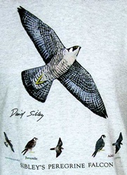 peregrine falcon sibleys field guide  t-shirt