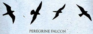 peregrine falcon flight silhouettes  t-shirt