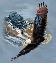 raptors of north america na birds of prey bald eagle t-shirt tshirt tee shirt