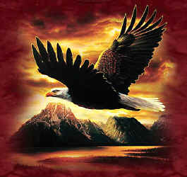 raptors of north america na birds of prey bald eagle t-shirt tshirt tee shirt