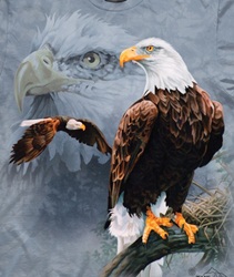 eagle raptors of north america na birds of prey bald eagle t-shirt tshirt tee shirt