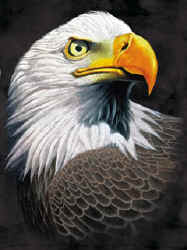 Eagle profile raptors of north america na birds of prey bald eagle t-shirt tshirt tee shirt