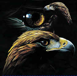 raptors of north america na birds of prey bald eagle t-shirt tshirt tee shirt