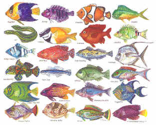 Reef Fish Identification Chart