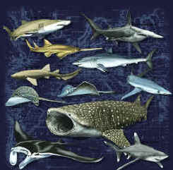 Sharks of the World t-shirt