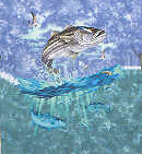 saltwater striper striped bass fish species t-shirt