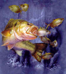 fresh water largemouth bass fish species t-shirt