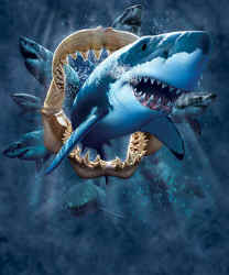 shark t-shirt