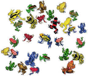 Frog Species Chart