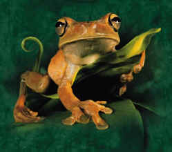 south and central american tropical poison dart and red eyed treefrog tree Frog species on a t-shirt