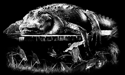 alligator t-shirt