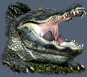 alligator t-shirt