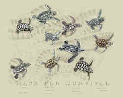 sea turtles of the world on a t-shirt