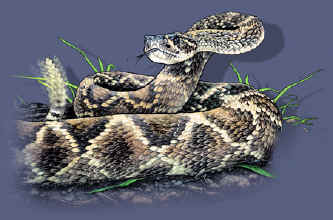 north American rattler rattlesnake striking attack reptile snakes youth, cotton reptile t-shirts, tees, serpent teeshirt, t-shirts, t-shirts, herpetology