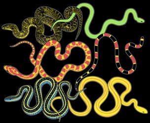 snakes on a t-shirt with glow in the dark inks youth, cotton reptile t-shirts, tees, serpent teeshirt, t-shirts, t-shirts, herpetology