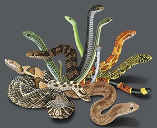 north American snakes on a t-shirt with close-ups of skin color patterns in rows on the back youth, cotton reptile t-shirts, tees, serpent teeshirt, t-shirts, t-shirts, herpetology