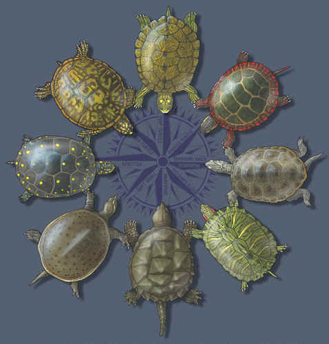 TurtleCircleWC488.jpg