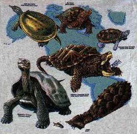 turtles of the world on a t-shirt