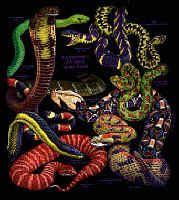 venomous snakes youth, cotton reptile t-shirts, tees, serpent teeshirt, t-shirts, t-shirts, herpetology