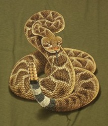 Western Diamondback Rattlesnake north American Herps reptile snakes youth, cotton reptile t-shirts, tees, serpent teeshirt, t-shirts, t-shirts, herpetology