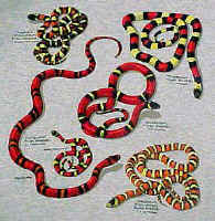 north American Herps reptile snakes youth, cotton reptile t-shirts, tees, serpent teeshirt, t-shirts, t-shirts, herpetology