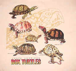 box turtles sketches on a blue t-shirt