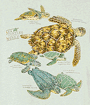 sea turtles of the world on a t-shirt