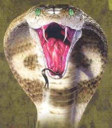 King Cobra  Herps reptile snakes youth, cotton reptile t-shirts, tees, serpent teeshirt, t-shirts, t-shirts, herpetology