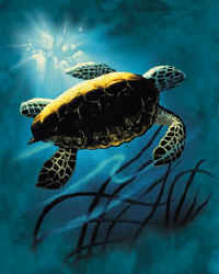 sea turtles of the world on a t-shirt
