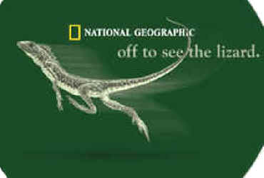 lizard t-shirt tshirt tee shirt tshirt tee shirt