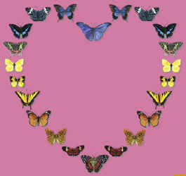 butterfly lepidoptera species on a t-shirt