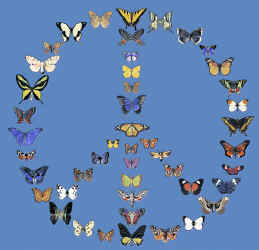 butterfly lepidoptera species on a t-shirt